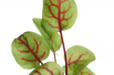 Oseille sanguine