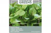 Sorrel Red-Veined