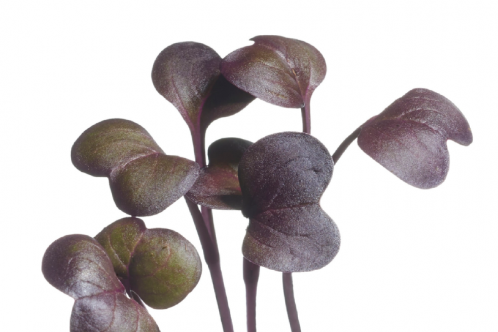 Radis Daikon Rouge
