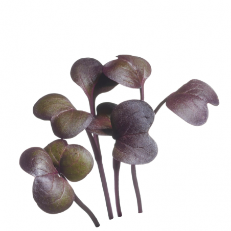Radis Daikon Rouge