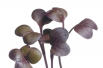 Radis Daikon Rouge