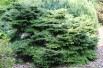 Birds Nest Spruce