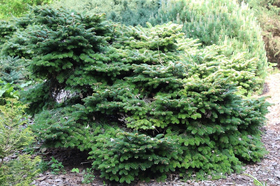 Birds Nest Spruce - Picea Abies Nidiformis