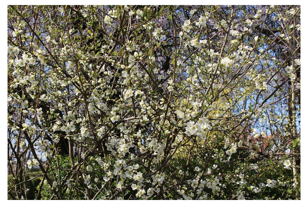 Japanese quince Nivalis