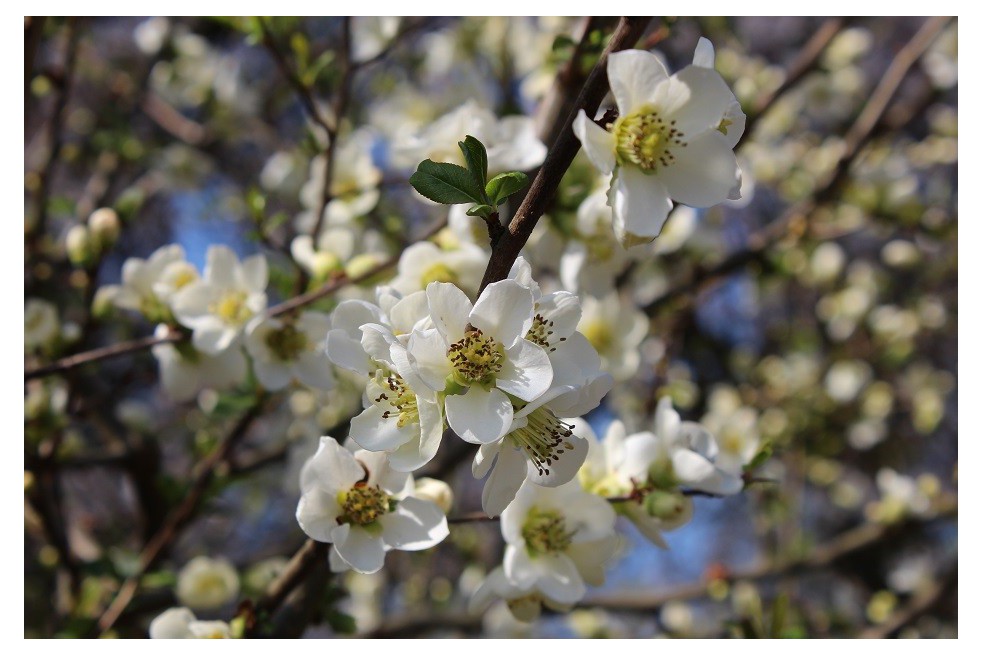 Japanese quince Nivalis