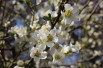 Japanese quince Nivalis