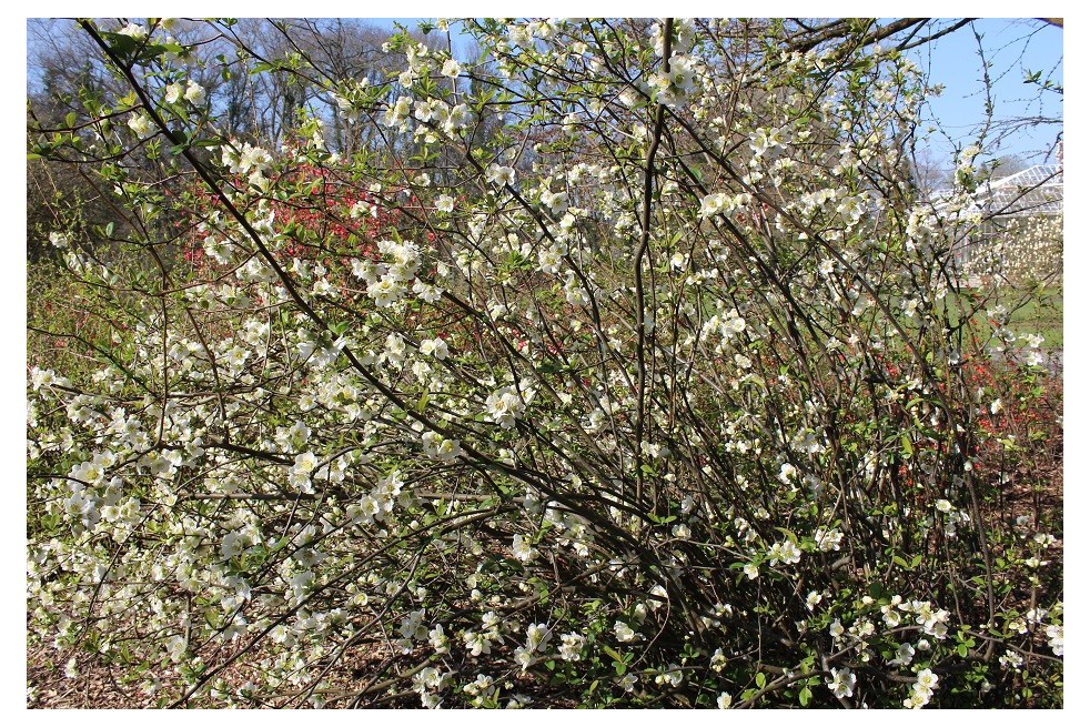 Japanese quince Nivalis
