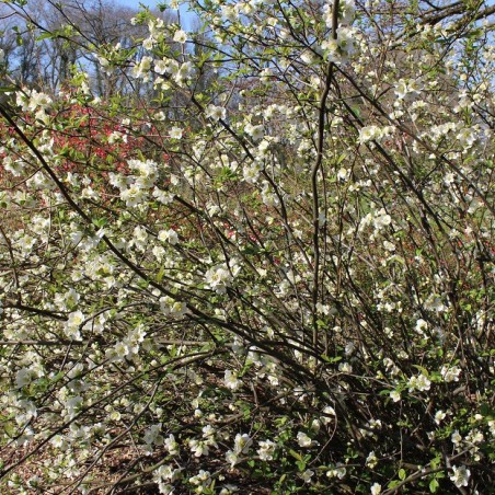 Japanese quince Nivalis