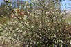 Japanese quince Nivalis