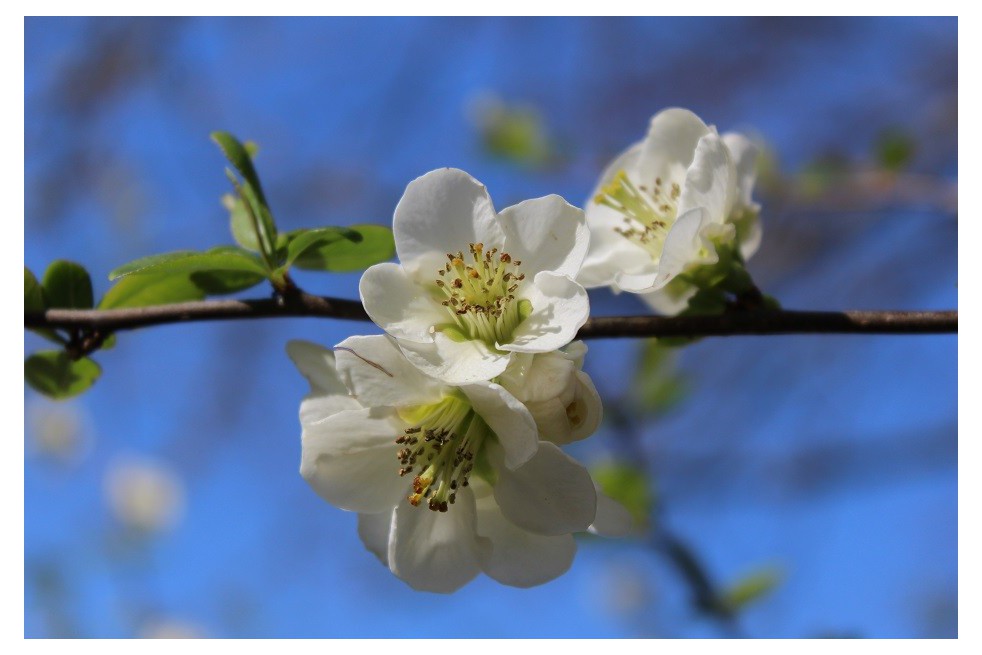 Japanese quince Nivalis