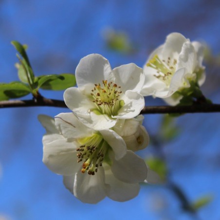 Japanese quince Nivalis