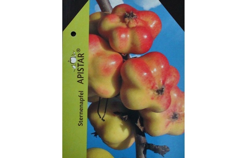 Apistar® apple tree