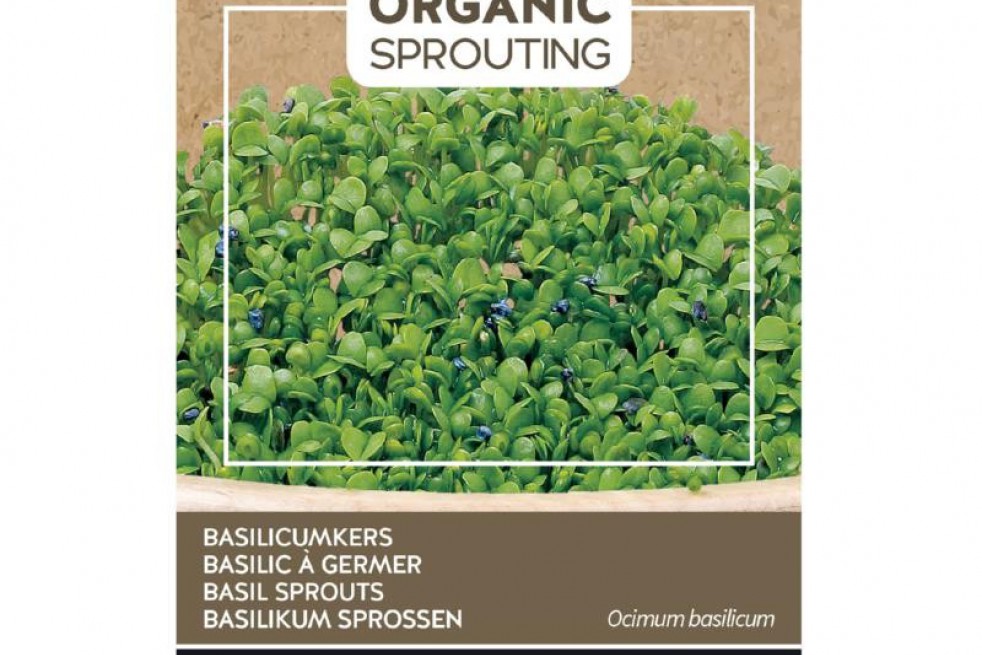 Basil to sprout, Organic