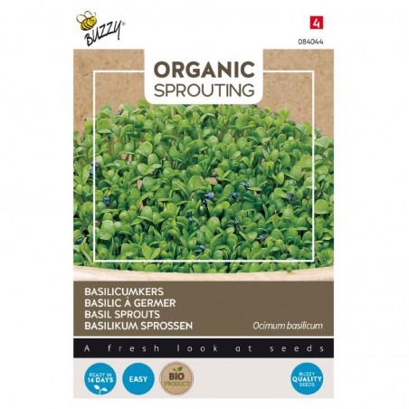 Basilic à germer BIO