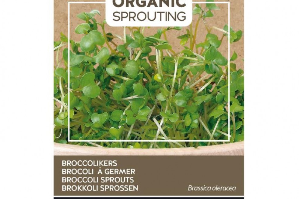 Brocoli à germer BIO