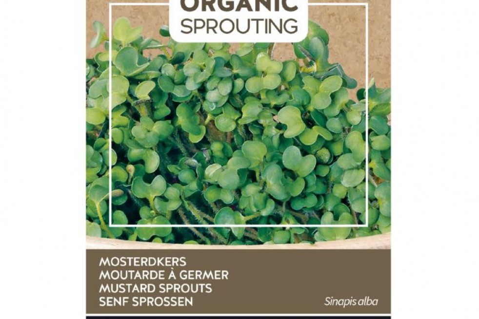 Mustard to sprout, organic