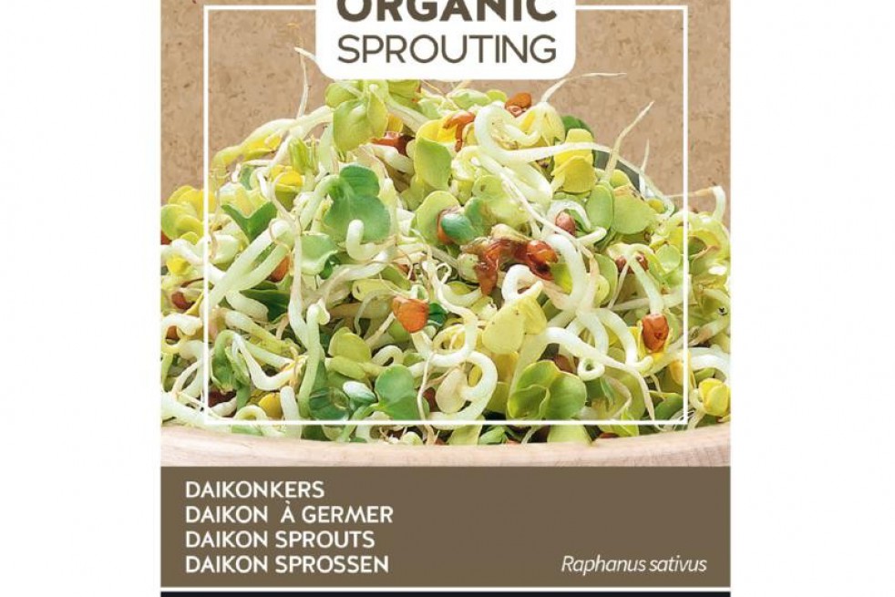 Daikon, radis japonais à germer, BIO