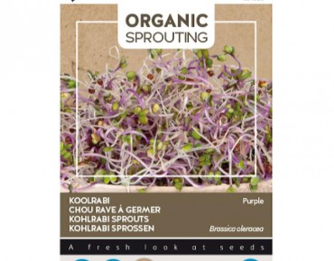Purple kohlrabi to sprout, organic