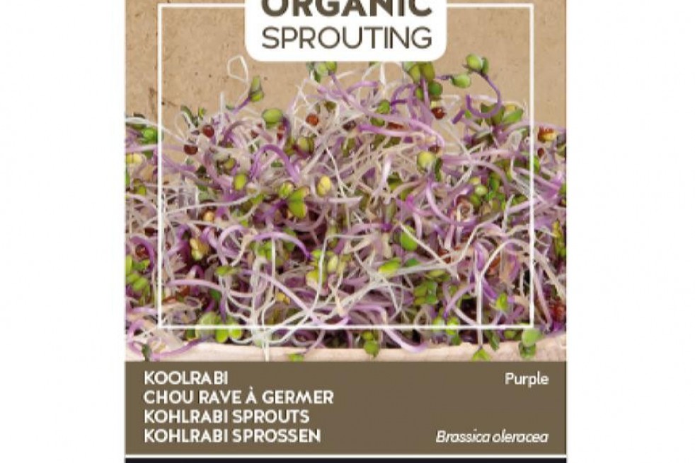 Paarse koolrabi om te ontspruiten, BIO