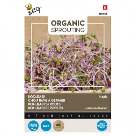Chou rave violet à germer, BIO