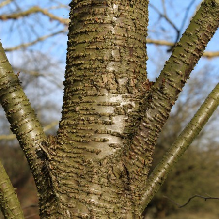 Yellow Birch - Betula Alleghaniensis