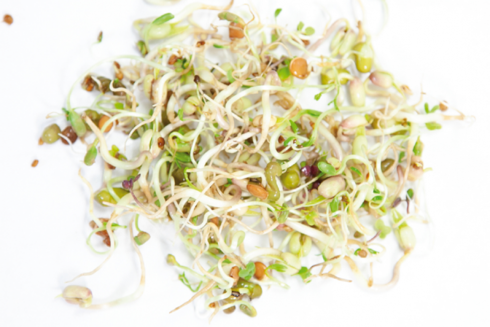 Mélange pour salades à germer, BIO