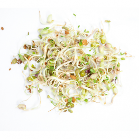 Salad mix to sprout, organic