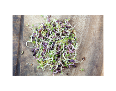 Mélange de Salades Piquantes à germer, BIO