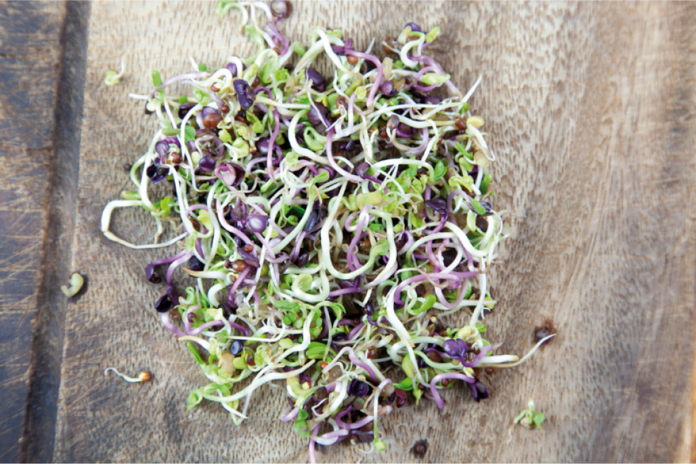Mélange de Salades Piquantes à germer, BIO