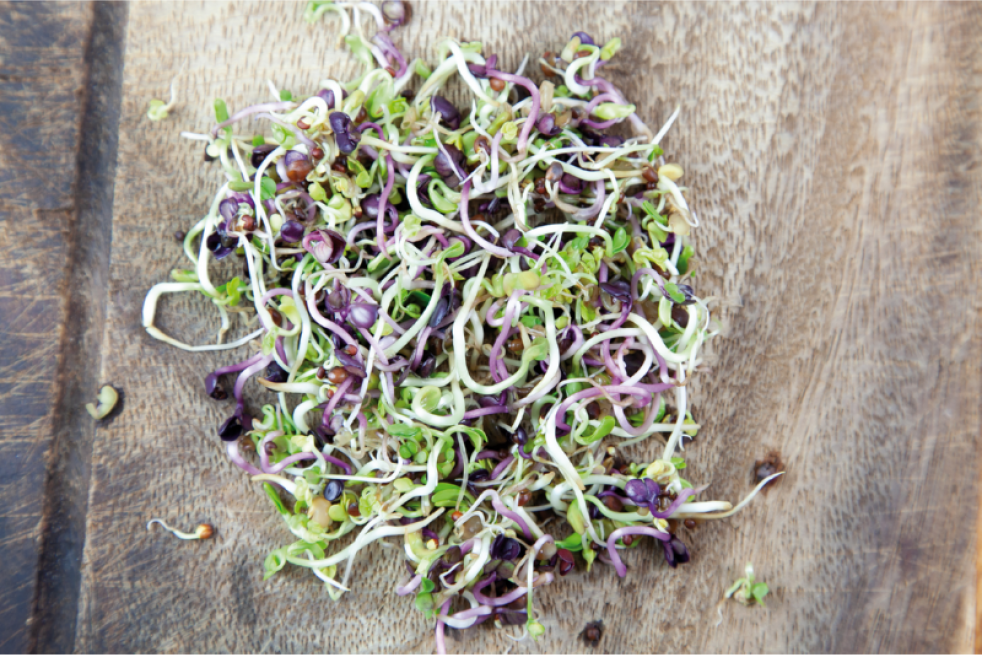 Mix of Spicy Salads to sprout, organic