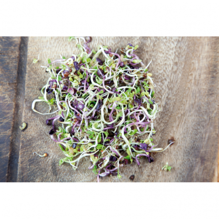 Mix of Spicy Salads to sprout, organic