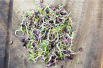 Mélange de Salades Piquantes à germer, BIO