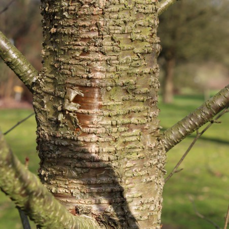 Yellow Birch - Betula Alleghaniensis