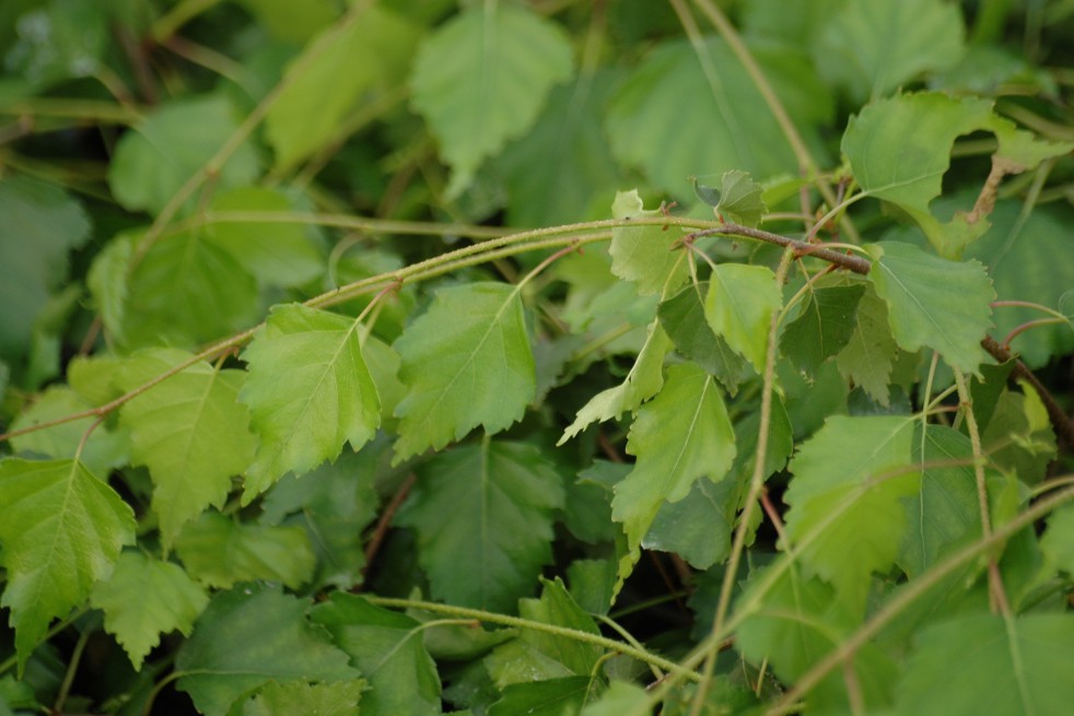 White birch