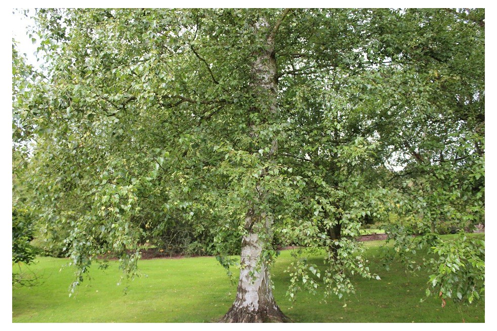 White birch
