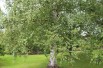 White birch