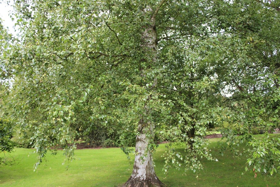 White birch