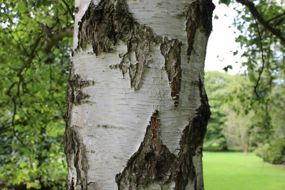White birch