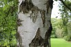 White birch