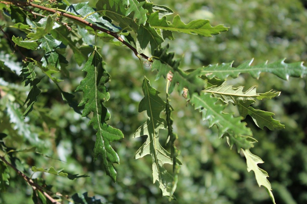 Turkey oak