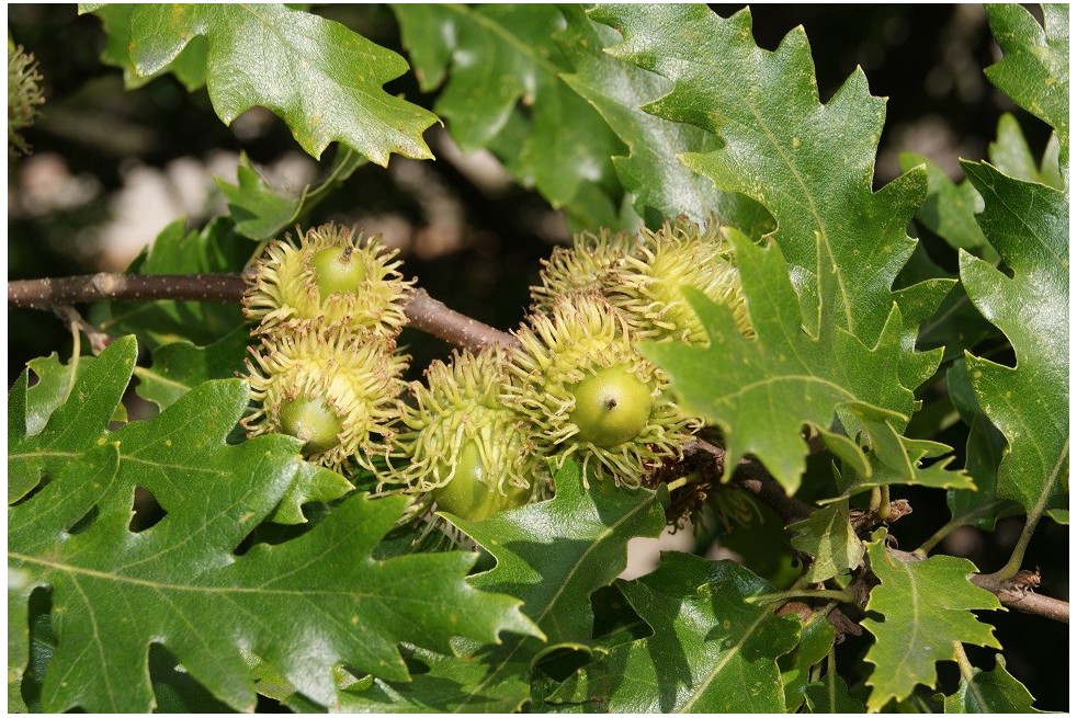 Chêne chevelu Chêne chevelu