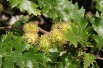 Turkey oak