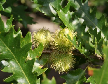 Turkey oak