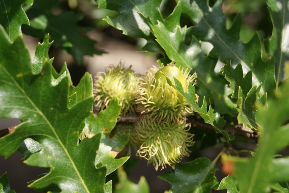 Chêne chevelu Chêne chevelu