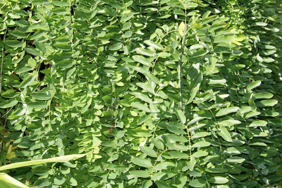 Sophora du Japon Sophora du Japon