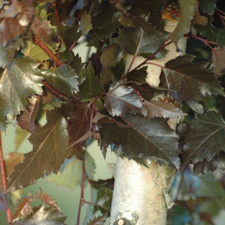 Purpurbirke  - Blutbirke  - Betula Pendula Purpurea