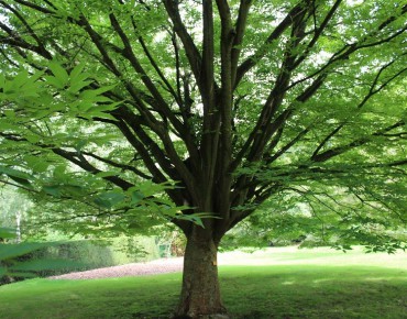 Japanese zelkova
