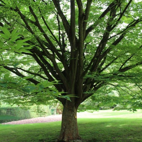 Orme de Sibérie - Zelkova Serrata
