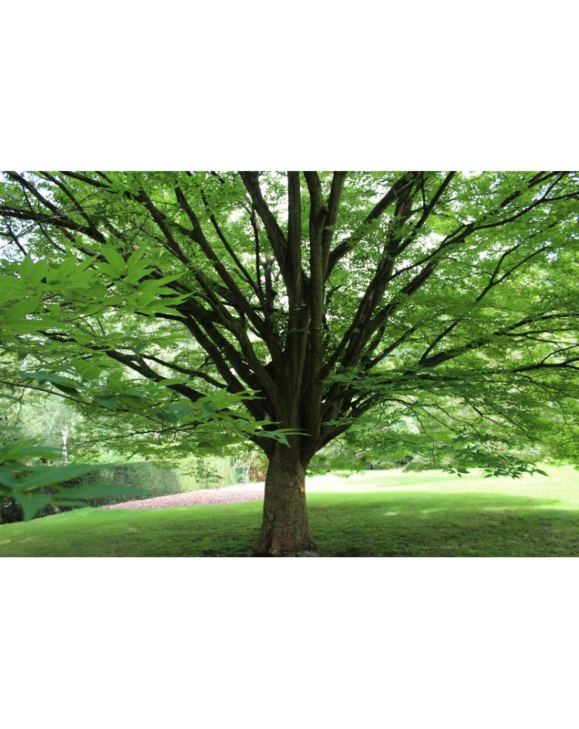 Japanische Zelkove Zelkova Serrata