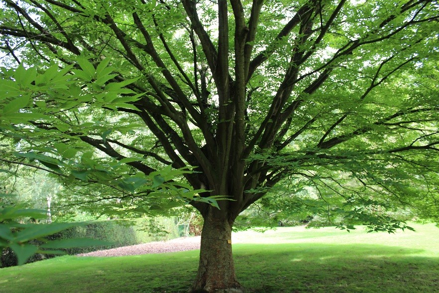 Japanese zelkova